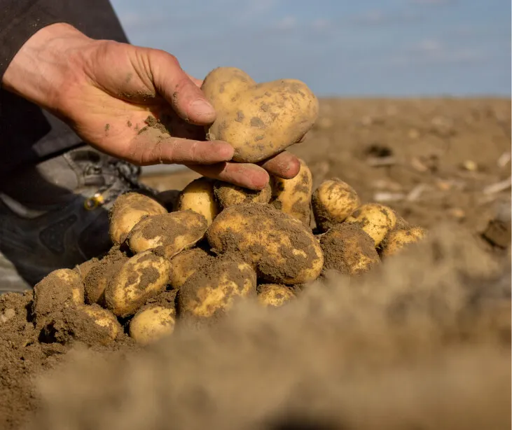 Afbeelding van een verse aardappel die net uit de grond komt in de vorm van een hartje.
